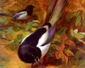 Magpies - 阿奇博尔德·索伯恩